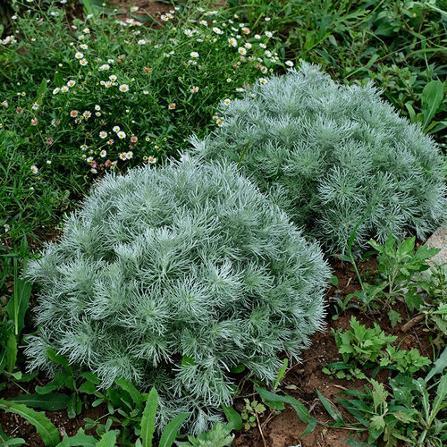 朝雾草种苗庭院四季易种