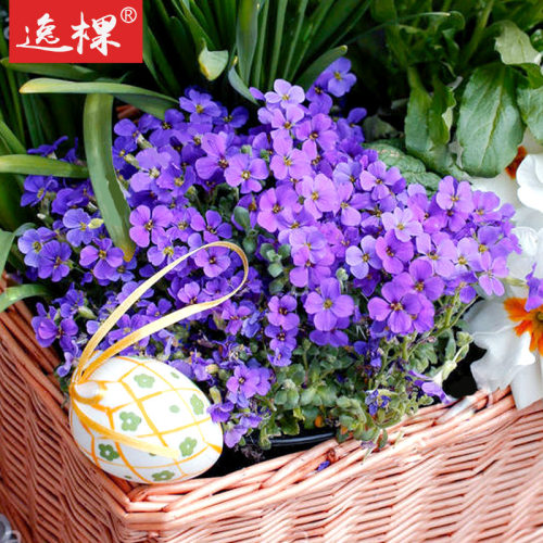 多年生南芥芥菜四季花苗