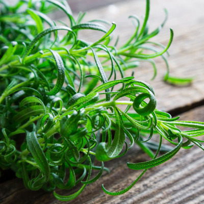 垂吊迷迭香苗室内盆栽桌面绿植