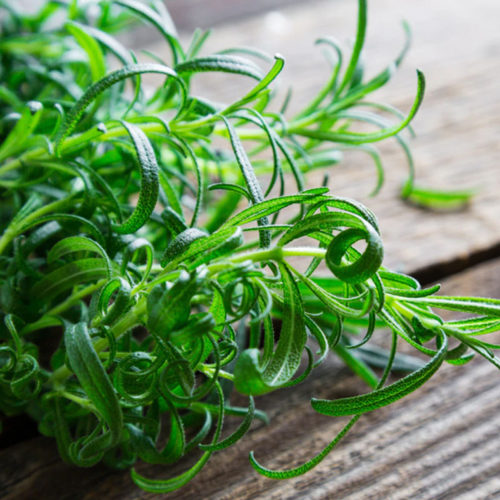 垂吊迷迭香苗室内盆栽桌面绿植