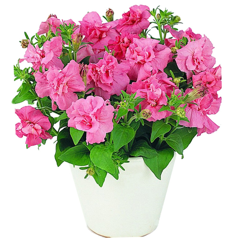 重瓣矮牵牛花种子苗冰淡紫四季开室内外盆栽阳台庭院