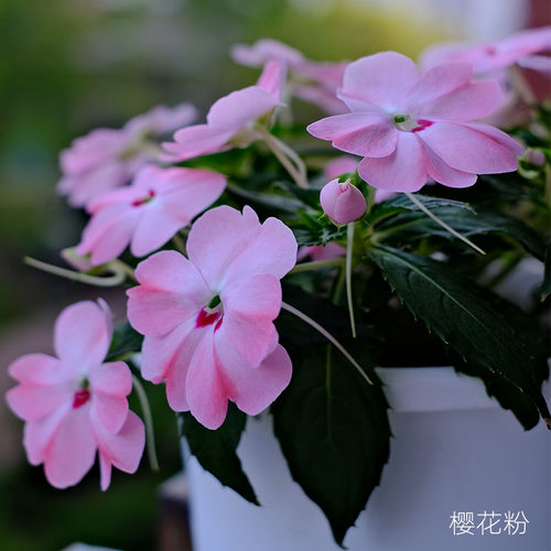 逸棵桑蓓迪凤仙樱花粉花苗多年生耐热阳台窗台盆栽庭院