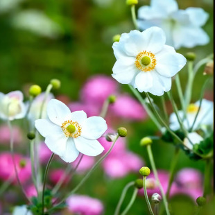 逸棵春明菊花苗秋明菊宿根银莲花易活阳台庭院盆栽多年生易种活