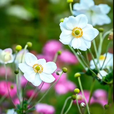 逸棵春明宿根菊苗易活阳台盆栽