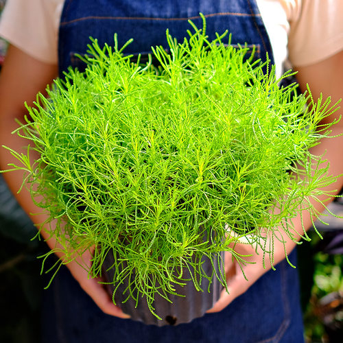 金叶银香菊种苗植物庭院盆栽花卉易种配叶植物四季种植