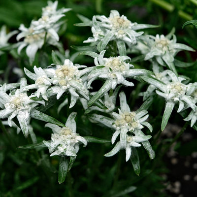 逸棵多年生火绒草种子苗宿根植物四季种开花阳台庭院花卉