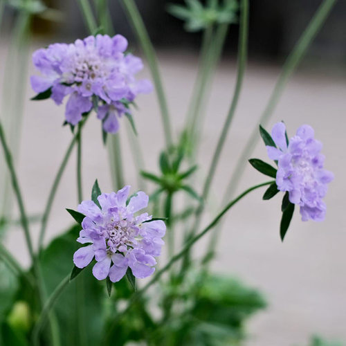 蓝盆花花苗阳台四季易种
