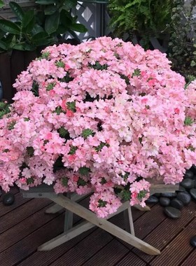 美女樱大苗种子孑籽苗花苗垂吊细叶小苗四季种开花盆栽阳台庭院