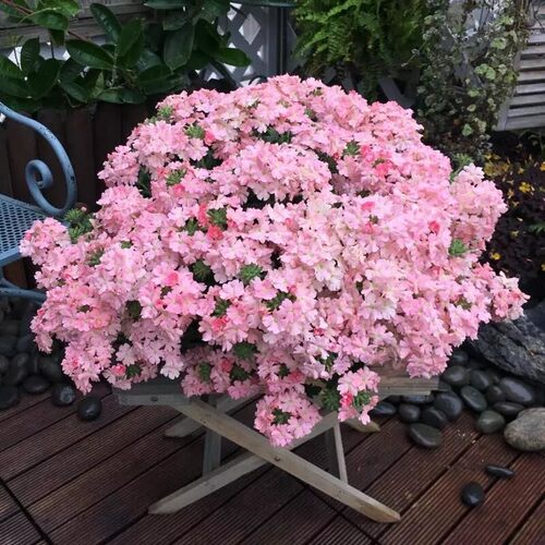 美女樱花苗阳台四季种易成活