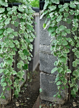 花叶活雪丹小苗匍匐垂吊宿根多年生阳台庭院室内外四季种绿植桌面