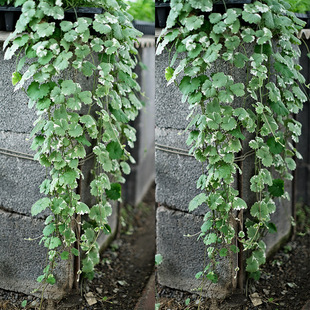 花叶活雪丹小苗匍匐垂吊宿根多年生阳台庭院室内外四季种绿植桌面