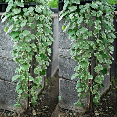 花叶活血丹阳台盆栽四季种多年生
