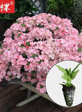 2株美女樱种子孑籽苗花苗四季种开花盆栽阳台庭院室内外易种冬季