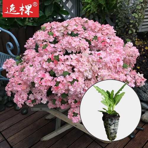 美女樱花苗阳台盆栽四季种易种