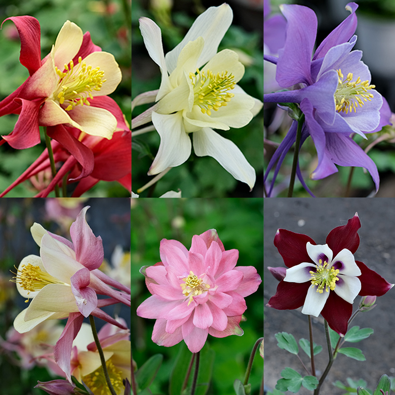 多年生耧斗菜花苗庭院四季种易活