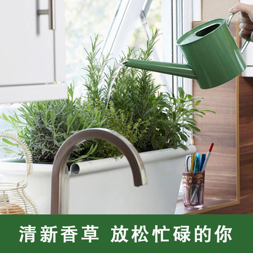 可食用薄荷迷迭香盆栽办公室绿植