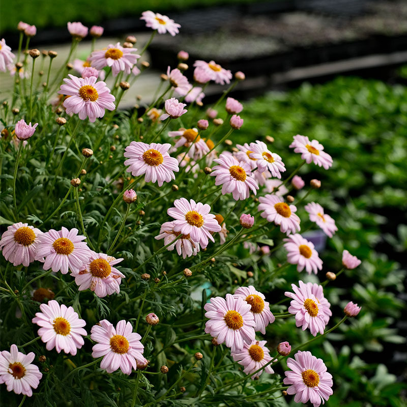 2株糖果玛格丽特菊雏菊花苗小苗穴盘苗开花阳台庭院盆栽冬季