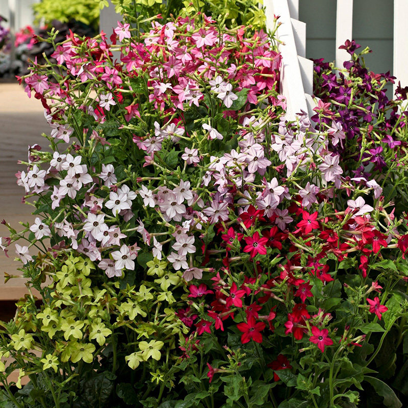花烟草3株香水花苗种苗阳台庭院四季种开花室内外盆栽易种活冬季