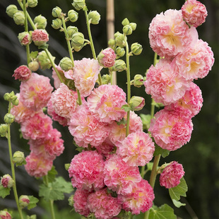 逸棵重瓣蜀葵花苗大苗盆栽桃子与梦四季种开花阳台庭院室内外易活