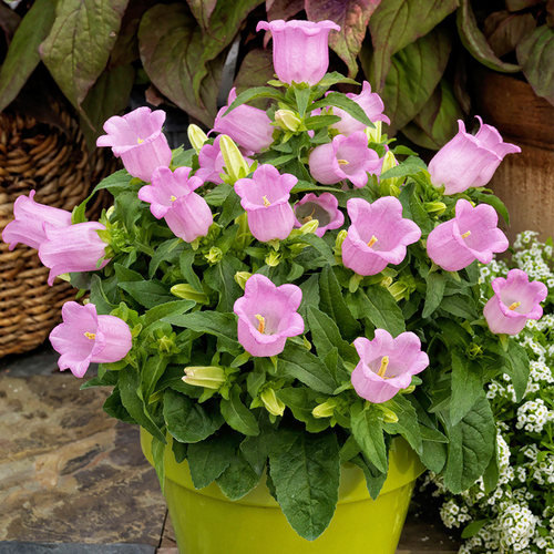 3株风铃草花苗种子籽苗宿根酒杯四季种开花阳台庭院室外盆栽