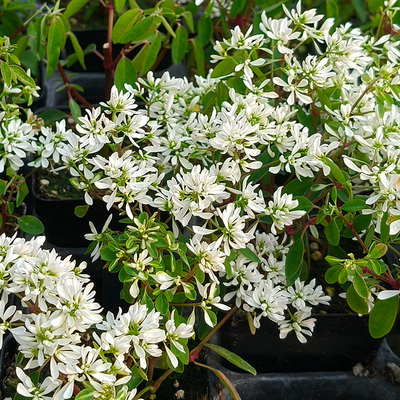 逸棵多年生重瓣禾叶大戟花苗