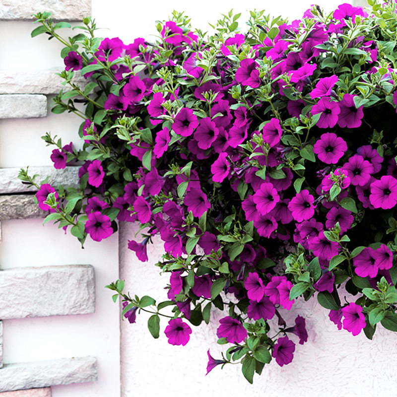 逸棵垂吊矮牵牛花苗花种子籽苗四季种开花阳台庭院室内外盆栽易种