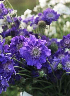 蓝盆花荣誉花苗种子苗四季种开花多年生阳台庭院室内易种活盆栽