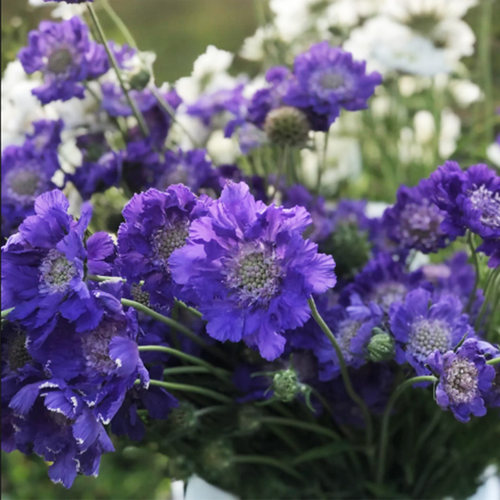 蓝盆花荣誉花苗阳台四季种易活