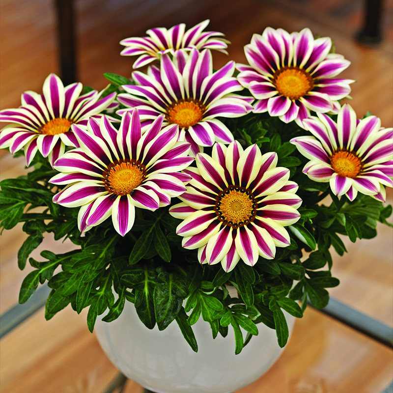 勋章菊3株花苗种苗银叶四季种开花盆栽阳台庭院室内外易种活冬季