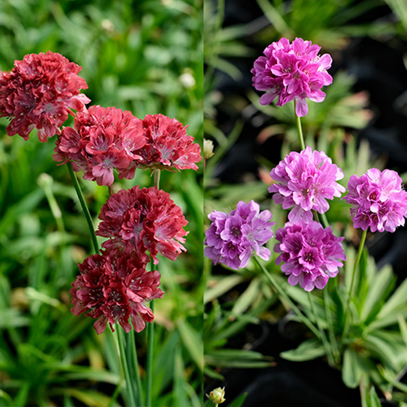 海石竹种子苗种苗四季种开花盆栽植物阳台庭院夏秋季多年生欧石竹