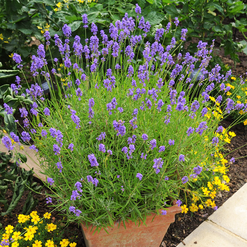新疆薰衣草花苗幼苗种子籽苗四季种阳台庭院盆栽室内外易种植物
