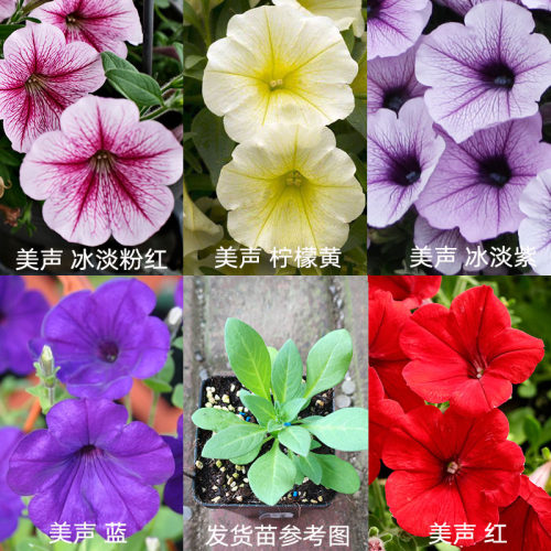 3株垂吊矮牵牛花苗种子籽小苗美声阳台庭院花卉植物盆栽室内外