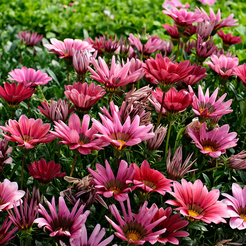 勋章菊花苗种子籽苗银叶四季种开花盆栽阳台庭院室内外易种活冬季