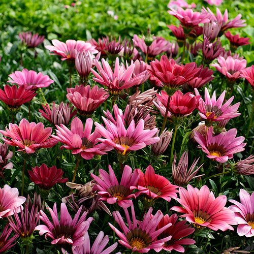 勋章菊花苗阳台庭院四季种易活