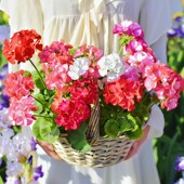 2株天竺葵花苗花种子苗小苗大花开花阳台庭院室内外盆栽冬季