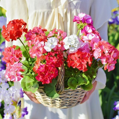 多年生天竺葵阳台逸棵四季开