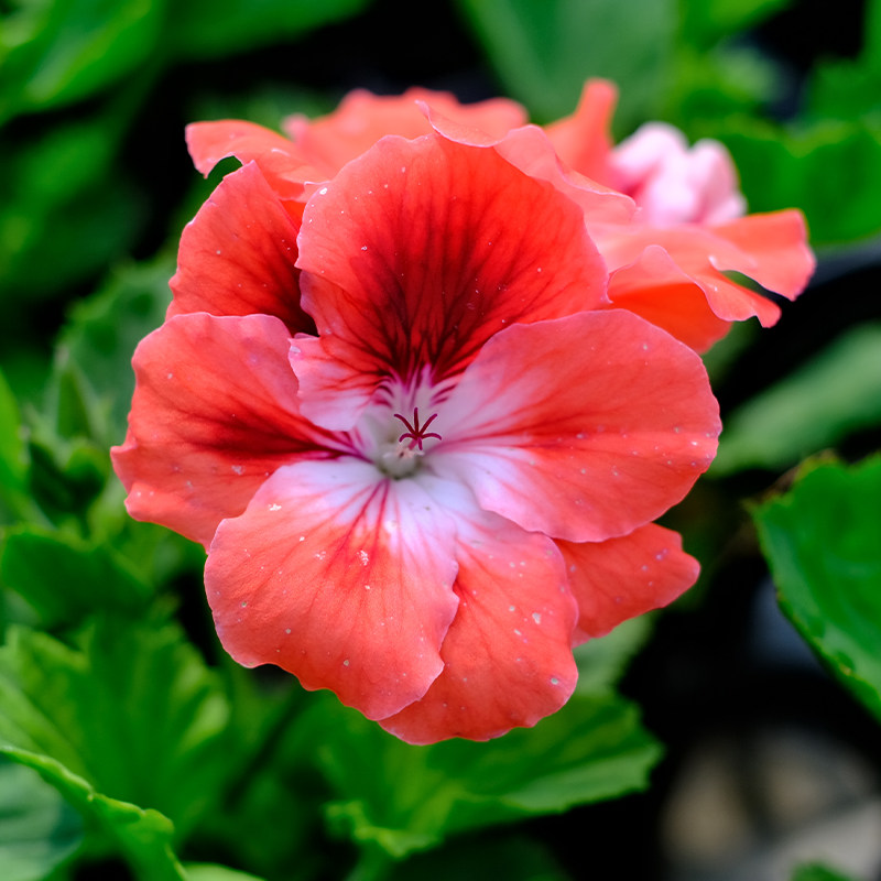 多年生大花天竺葵花苗种苗直立蝴蝶梅四季种春季开花阳台庭院盆栽