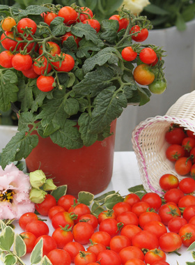 3株水果番茄苗秧小西红柿矮生盆栽千禧阳台种植四季种樱桃圣女果