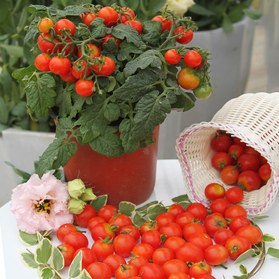 3株水果番茄苗秧小西红柿矮生盆栽千禧阳台种植四季种樱桃圣女果
