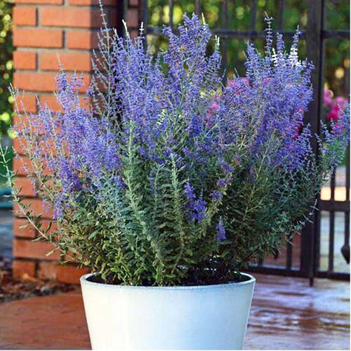 分药花花种子籽花卉多年生阳庭院室内外春季春天四季种开花植物