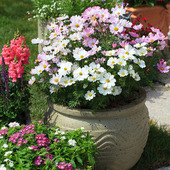 格桑花种子籽波斯菊太阳花野花组合种子阳台庭院四季 开花盆栽易活