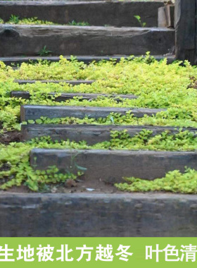 多年生金叶过路黄花苗盆栽阳台庭院四季种易种易活花卉绿植物