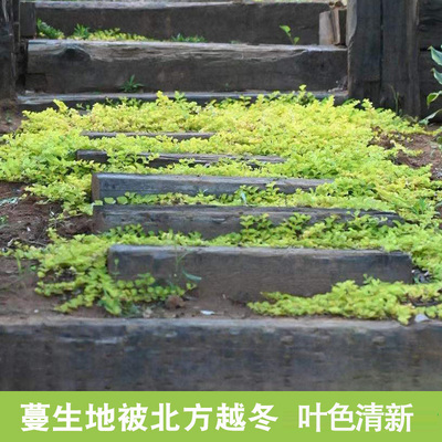 金叶过路黄庭院地被观叶四季种