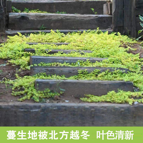 金叶过路黄庭院地被观叶四季种