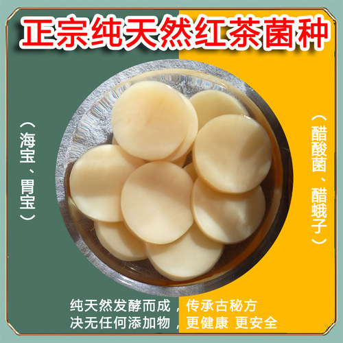 正宗胃宝菌 海宝 醋蛾子 红茶菌菌种 康普茶配说明书技术指导包活