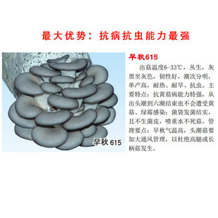 枝条 615 大叶39 平菇中高温菌种原种栽培种母种 麦粒 二级三级种