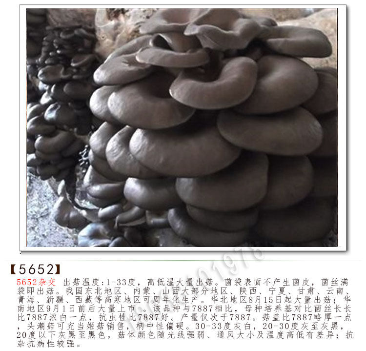 早秋615 7887 5652配方介质/营养土