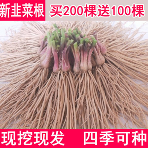 韭菜根韭菜苗包成活韭菜根苗四季