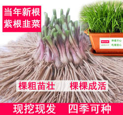 韭菜根苗现挖韭菜苗本地四季宽叶紫根阳台蔬菜种菜种籽韭菜籽种子