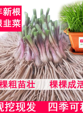 韭菜根苗现挖韭菜苗本地四季宽叶紫根阳台蔬菜种菜种籽韭菜籽种子